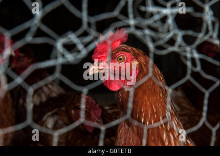 close-up of a brown hen looking through a wire fence Stock Photo