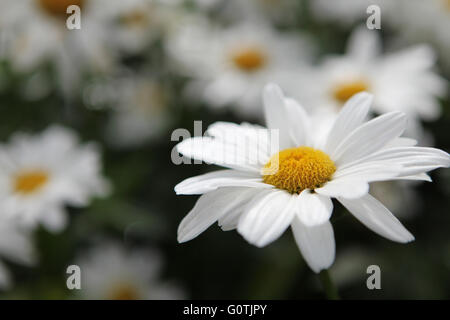 Beautiful white and yellow daisy in an Irish country garden Stock Photo