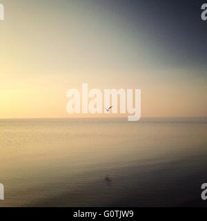 Bird flying over sea, Rockanje Strand, Holland Stock Photo