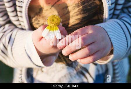 Close-up of a boy picking daisy petals