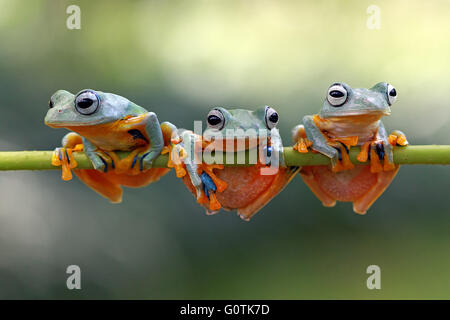 Three Javan Gliding tree frogs on a branch, Indonesia Stock Photo