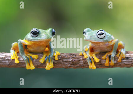 Two Javan Gliding tree frogs on a branch, Indonesia Stock Photo