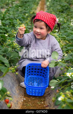Girl picking strawberries, Yunnan, China