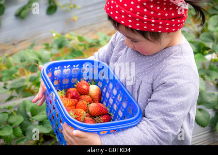 Girl holding basket of  strawberries, Yunnan, China