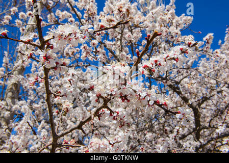 View of sakura Stock Photo