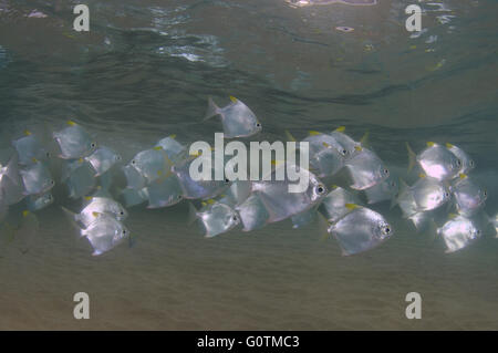 school of fish silver moony', silver moonfish, fingerfish, Mono, diamond moonfish or Malayan angel (Monodactylus argenteus) Stock Photo