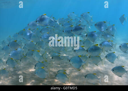 school of fish silver moony', silver moonfish, fingerfish, Mono, diamond moonfish or Malayan angel (Monodactylus argenteus) Stock Photo