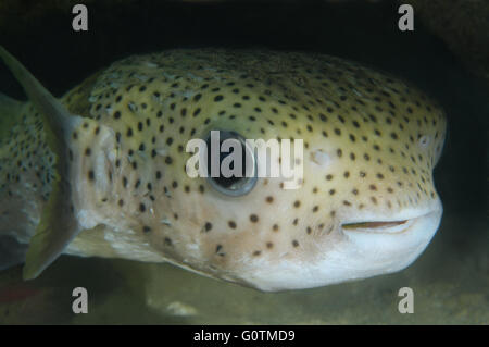Spot-fin porcupinefish, Porcupine fish, Spotted porcupinefish, black-spotted porcupinefish or simply porcupinefish Stock Photo