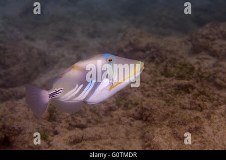 blackbar triggerfish, Picasso triggerfish, Picassofish, Jamal or lagoon triggerfish (Rhinecanthus aculeatus) Indian Ocean Stock Photo
