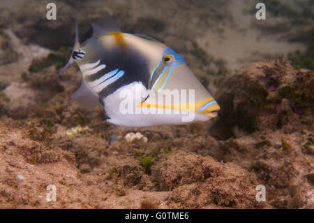 blackbar triggerfish, Picasso triggerfish, Picassofish, Jamal or lagoon triggerfish (Rhinecanthus aculeatus) Indian Ocean Stock Photo