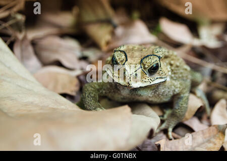 Asian common toad (duttaphrynus melanostictus) on brown leaves. Also known as  Asian toad, black-spectacle toad, common Sunda to Stock Photo