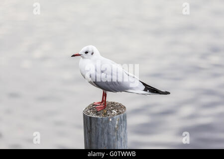 Seagull standing on post, Zurich lake, Switzerland Stock Photo