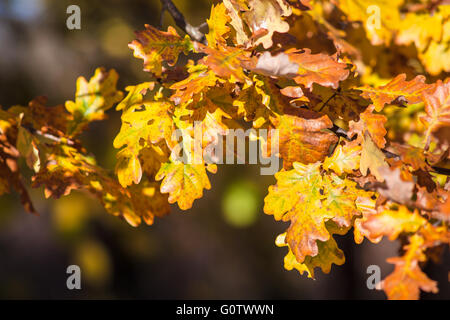 The golden leaves in autumn. Stock Photo