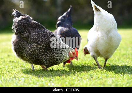 Chickens in garden Stock Photo