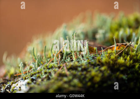 Lichen Cladonia diversa on a rock with moss Stock Photo