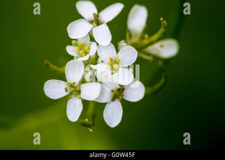 White Garlic Mustard Alliaria petiolata flowers in bunch
