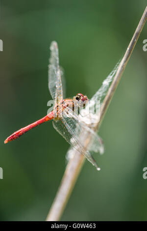 Male Ruddy Darter dragonfly Sympetrum sanguineum Stock Photo