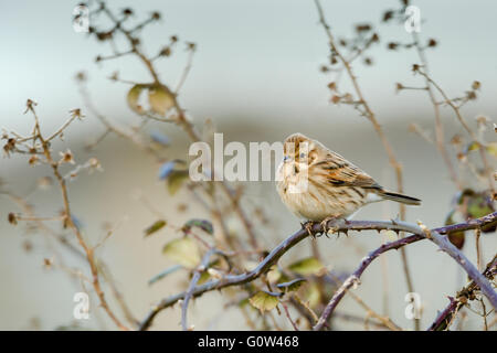 Female Reed bunting Emberiza schoeniclus in first winter plumage Stock Photo