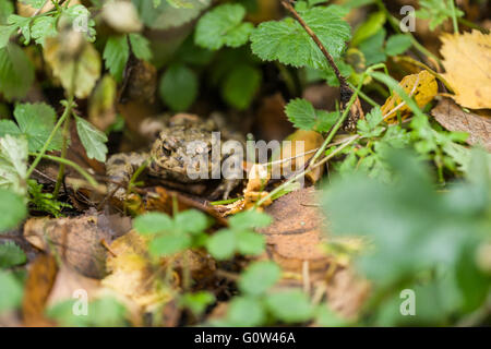Common frog Rana temporaria in leaf litter