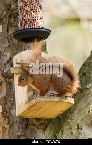 Male Red Squirrel Sciurus vulgaris getting hazelnuts from a specialist squirrel feeder Stock Photo