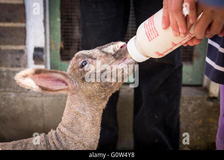 A bay orphaned lamb being fed milk by bottle Stock Photo