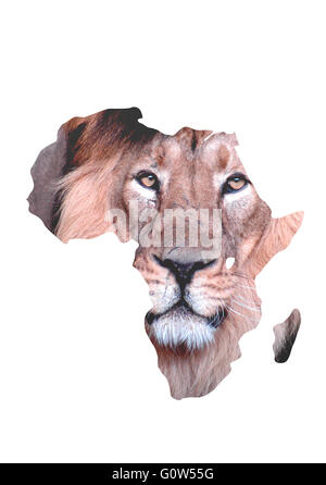 Loewe, Afrika, Symbolbild. Stock Photo