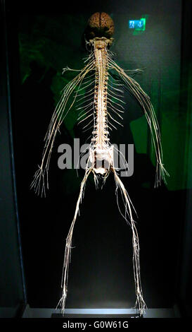 Impressionen - Eroeffnung des 'Menschen Museums' mit Plastinaten von menschlichen Koerpern, Alexanderplatz, 17. Februar 2015, Be Stock Photo