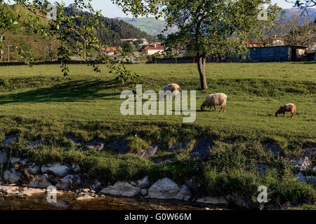 Two sheep and a lamb grazing in a meadow in the village of Ampuero, Cantabria, Spain Stock Photo