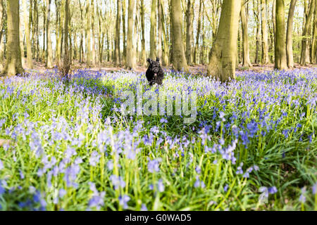 Underwood, Nottinghamshire, UK. 4th May 2016. UK Weather: Dog walkers, cyclist and joggers all out enjoying the sunshine on a warm spring evening in Misk hills North Nottinghamshire. Credit:  Ian Francis/Alamy Live NewsNatural Stock Photo