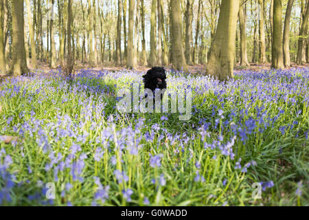 Underwood, Nottinghamshire, UK. 4th May 2016. UK Weather: Dog walkers, cyclist and joggers all out enjoying the sunshine on a warm spring evening in Misk hills North Nottinghamshire. Credit:  Ian Francis/Alamy Live News Stock Photo