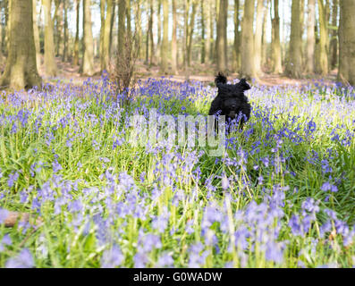 Underwood, Nottinghamshire, UK. 4th May 2016. UK Weather: Dog walkers, cyclist and joggers all out enjoying the sunshine on a warm spring evening in Misk hills North Nottinghamshire. Credit:  Ian Francis/Alamy Live News Stock Photo