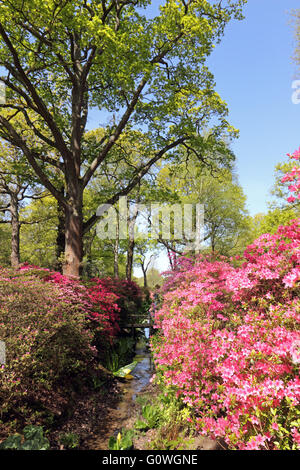 Isabella Plantation, Richmond Park, London, UK. 5th May 2016. Stunning vibrant colours of pink, green and blue as the azaleas come into full bloom in Isabella Plantation. It is an area full of colourful flowers, specemin trees, with numerous ponds connected by pretty flowing streams, all within Richmond Park, London, UK. Entrance is free all year. Credit:  Julia Gavin UK/Alamy Live News Stock Photo