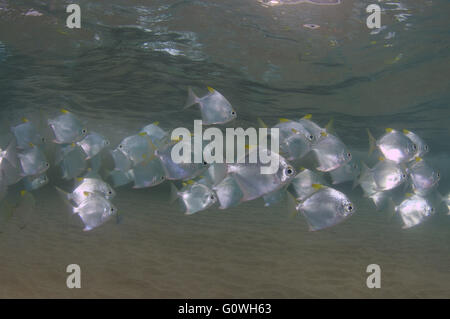 March 3, 2016 - school of fish silver moony', silver moonfish, fingerfish, Mono, diamond moonfish or Malayan angel (Monodactylus argenteus) Indian Ocean, Hikkaduwa, Sri Lanka, South Asia © Andrey Nekrasov/ZUMA Wire/ZUMAPRESS.com/Alamy Live News Stock Photo