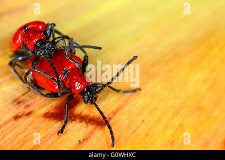 Leeds, West Yorkshire, UK. 5th May, 2016. UK Weather: Scarlet lily beetles (Lilioceris Lilii) generally emerge on sunny days in March or April - it appears this year they are a little later and todays warm sunny weather with temperatures hovering at 20 degrees centigrade has got them in the mood for love. The scarlet lily beetle is a leaf eating pest of lilies and fritillaries and over the past three decades has become a widespread pest in the UK, so much so that the Royal Horticultural Society have a quick survey on their website to recoerd sightings. Credit:  Andrew Gardner/Alamy Live News Stock Photo