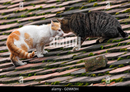 Two cats fight on the roof Stock Photo