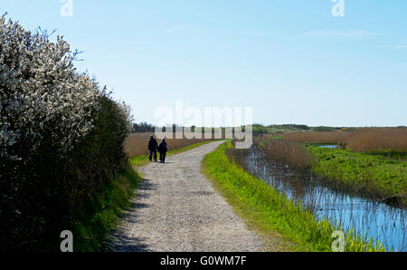 Bird watchers on track at Minsmere, an RSPB bird reserve, Suffolk, England UK Stock Photo