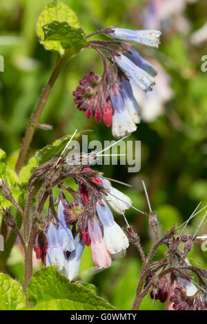 Dangling blue and white spring flowers of the ground covering perennial Symphytum 'Hidcote Blue' open from red buds Stock Photo