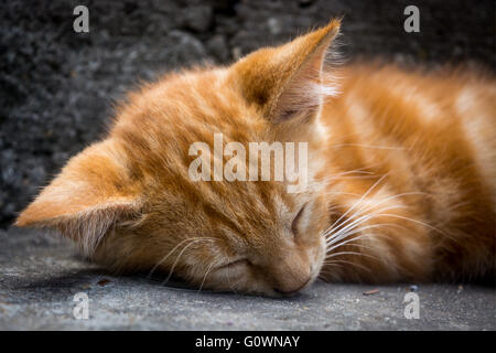 White ginger cat lying and sleeping on the grey stairs Stock Photo