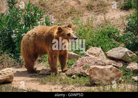 Brown bear in zoo Stock Photo