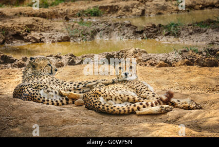 Two cheetah lying on ground Stock Photo