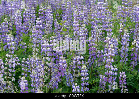 Purple Arctic Lupine or lupin flowers Lupinus arcticus in Vancouver, British Columbia, Canada Stock Photo