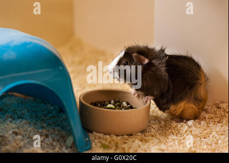 Hamster in its pen with food Stock Photo