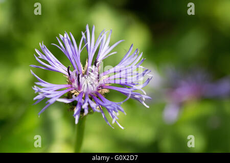 Perennial Cornflower, Centaurea montana flowerhead, taken in May in landscape format. Stock Photo