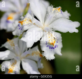 Iris japonica, Fringed Iris, Butterfly flower, rhizomatous perennial herb with white to pale lavender flowers Stock Photo
