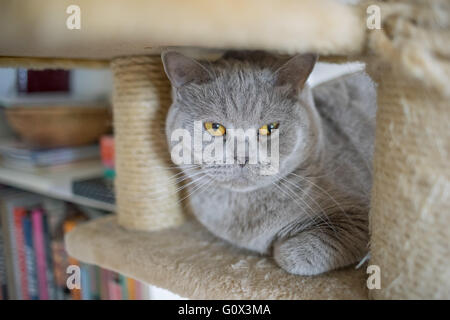 British lilac shorthair cat sitting on the scratching post