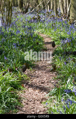 Woodland path surrounded by bluebells at Everdon Stubbs, Northamptonshire Stock Photo