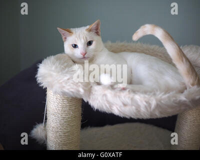 Mitzie the Flamepoint Siamese chilling on her bed Stock Photo