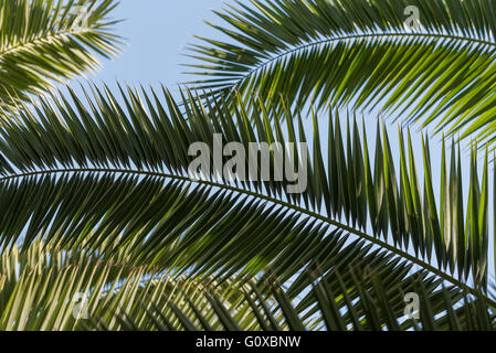 Close-up of palm fronds, Majorelle Gardens, Marrakesh, Morocco, North Africa, Africa Stock Photo