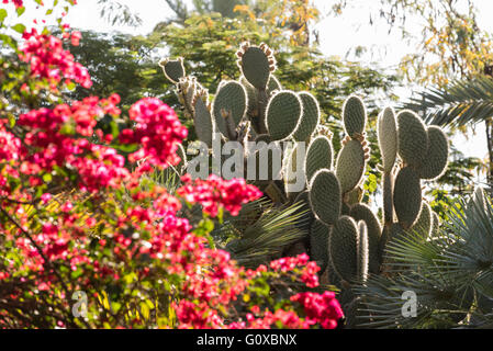 Close-up of flowering shrub and prickly pear cactus, Majorelle Gardens, Marrakesh, Morocco, North Africa, Africa Stock Photo