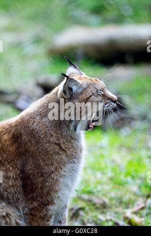 Northern lynx in profile from the side yawning Stock Photo